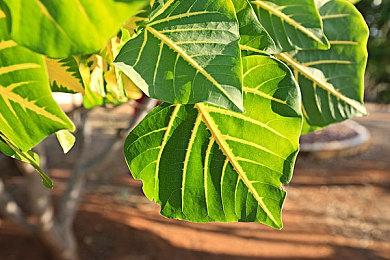 想看《星空》更多展示？你需要等到明年夏季